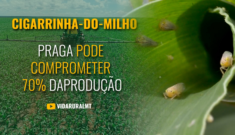 CIGARRINHA-DO-MILHO DESAFIO PARA PRODUTORES MATO-GROSSENSES